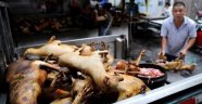Koronavirüse sebep olan Çin yeni salgınlara davetiye çıkarıyor! Köpek eti festivali başladı