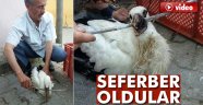 leylek için seferber oldular