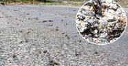 Muş'ta sürü halinde görülen çalı çekirgeleri büyük korkuya neden oluyor
