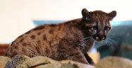 Puma yavrusunun ismini halk belirledi