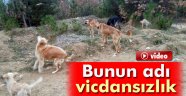 Sokak köpeklerini ölüme terk ettiler