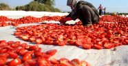 Torbalı domastesi, dünyada 60'tan fazla ülkeye ihraç ediliyor