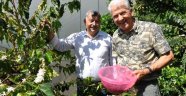 Türkiye'de bir ilk! Gurbetçi vatandaş kahve ağacı yetiştirip meyvesini üretmeyi başardı