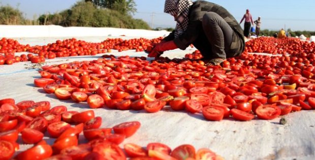 Torbalı domastesi, dünyada 60'tan fazla ülkeye ihraç ediliyor