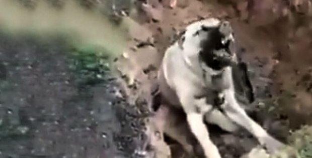 Türkiye'yi ayağa kaldıran görüntü! Zehirlenip çukura atılan köpek can çekişerek öldü