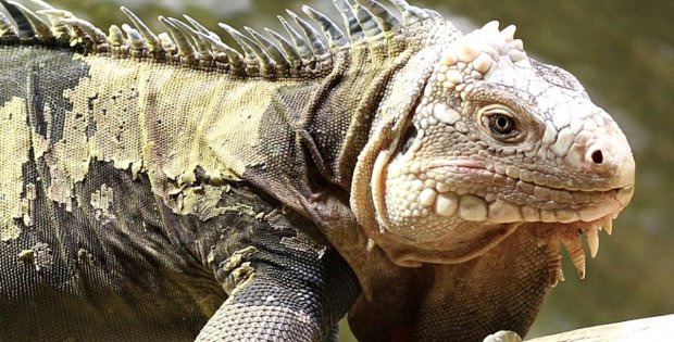 Üsküdar'da 125 santimlik dev bir iguana bulundu